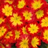 Primrose Bonneli Flame Mix -Yougarden Shop 401167