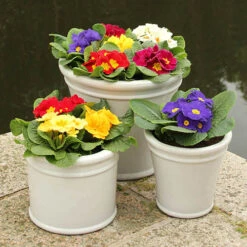 Primrose Harlequin -Yougarden Shop 401168 2