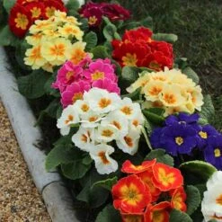 Primrose Rainbow -Yougarden Shop 401169 1