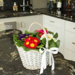 Primrose Rainbow -Yougarden Shop 401169 2