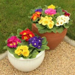 Primrose Rainbow -Yougarden Shop 401169 3