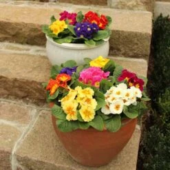 Primrose Rainbow -Yougarden Shop 401169 4