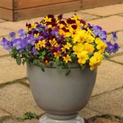 Pansy Cascadia XL Trailing -Yougarden Shop 401172 2