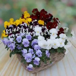 Pansy Cascadia XL Trailing -Yougarden Shop 401172 3