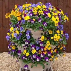 Pansy Cascadia XL Trailing -Yougarden Shop 401172 4
