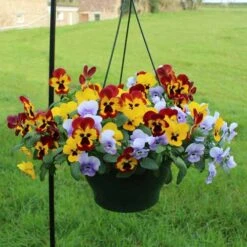 Pansy Cascadia XL Trailing -Yougarden Shop 401172 5
