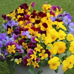 Pansy Cascadia XL Trailing -Yougarden Shop 401172 6