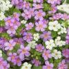 Bacopa Bluetopia & Snowtopia Mix 1 Bacopa Bluetopia & Snowtopia Mix -Yougarden Shop 401307