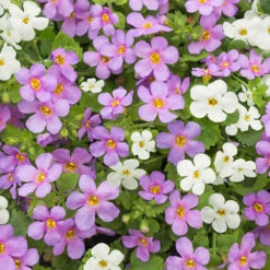Bacopa Bluetopia & Snowtopia Mix