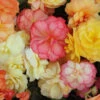 Begonia Amber Delight 2 Begonia Amber Delight -Yougarden Shop 401308