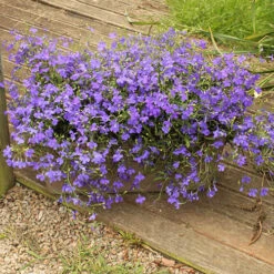 Lobelia Royal Blue 10 Lobelia Royal Blue -Yougarden Shop 401343 3