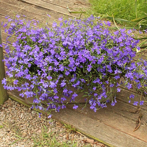 Lobelia Royal Blue 6 Lobelia Royal Blue - Image 4