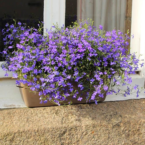 Lobelia Royal Blue 7 Lobelia Royal Blue - Image 5