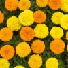 Marigold African Sun Mix