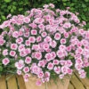 Pinks 'Baby Doris' -Yougarden Shop 401388