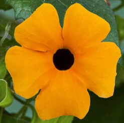 Thunbergia Sunny Mixed -Yougarden Shop 401394 2