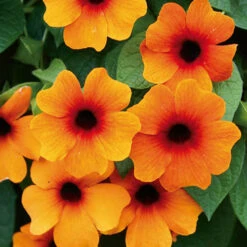 Thunbergia Sunny Mixed -Yougarden Shop 401394 4