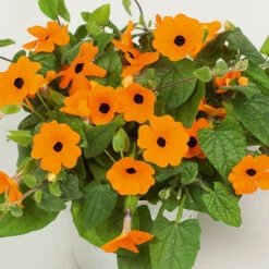 Thunbergia Sunny Mixed -Yougarden Shop 401394 5