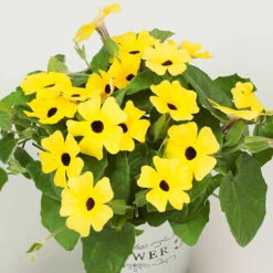 Thunbergia Sunny Mixed -Yougarden Shop 401394 6