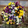 Trailing Hardy Pansy 'Fragrant Waterfall ' 1 Trailing Hardy Pansy 'Fragrant Waterfall ' -Yougarden Shop 401455