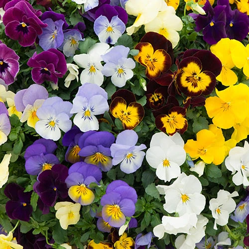 Trailing Hardy Pansy 'Fragrant Waterfall ' 4 Trailing Hardy Pansy 'Fragrant Waterfall ' - Image 2