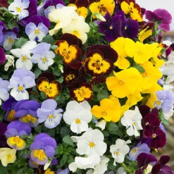 Trailing Hardy Pansy 'Fragrant Waterfall ' 9 Trailing Hardy Pansy 'Fragrant Waterfall ' -Yougarden Shop 401455 2