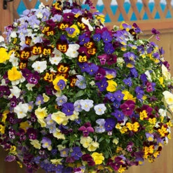 Trailing Hardy Pansy 'Fragrant Waterfall ' 10 Trailing Hardy Pansy 'Fragrant Waterfall ' -Yougarden Shop 401455 3