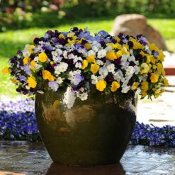 Trailing Hardy Pansy 'Fragrant Waterfall ' 11 Trailing Hardy Pansy 'Fragrant Waterfall ' -Yougarden Shop 401455 4