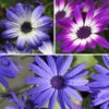 Senetti Collection -Yougarden Shop 401488
