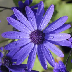 Senetti Collection -Yougarden Shop 401488 3