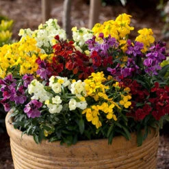 The Ultimate Winter Garden Ready Bedding Collection -Yougarden Shop 410022 2