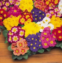 The Ultimate Winter Garden Ready Bedding Collection -Yougarden Shop 410022 4