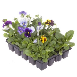 The Ultimate Winter Garden Ready Bedding Collection -Yougarden Shop 410022 6