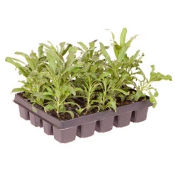 The Ultimate Winter Garden Ready Bedding Collection -Yougarden Shop 410022 8