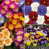 'Winter Warmers' Garden Ready Bedding Collection 2 'Winter Warmers' Garden Ready Bedding Collection -Yougarden Shop 410023