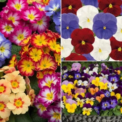 'Winter Warmers' Garden Ready Bedding Collection