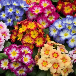 'Winter Warmers' Garden Ready Bedding Collection -Yougarden Shop 410023 2