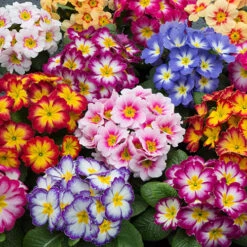 'Winter Warmers' Garden Ready Bedding Collection -Yougarden Shop 410023 3