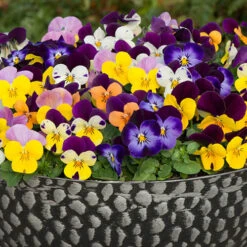 'Winter Warmers' Garden Ready Bedding Collection -Yougarden Shop 410023 5