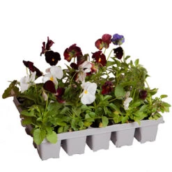 'Winter Warmers' Garden Ready Bedding Collection -Yougarden Shop 410023 6