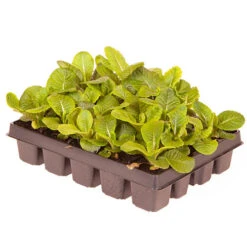 'Winter Warmers' Garden Ready Bedding Collection -Yougarden Shop 410023 7