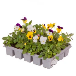 'Winter Warmers' Garden Ready Bedding Collection -Yougarden Shop 410023 8