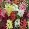 Antirrhinum 'Mini Butterflies' Mix 1 Antirrhinum 'Mini Butterflies' Mix -Yougarden Shop 410048
