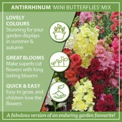 Antirrhinum 'Mini Butterflies' Mix -Yougarden Shop 410048 2