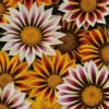 Gazania 'Tiger Stripes Mix' 1 Gazania 'Tiger Stripes Mix' -Yougarden Shop 410060