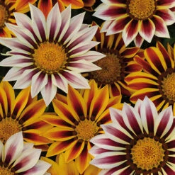 Gazania 'Tiger Stripes Mix'