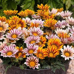 Gazania 'Tiger Stripes Mix' -Yougarden Shop 410060 2