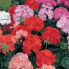 Geranium 'Cabaret Mix' -Yougarden Shop 410062