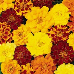 Marigold Durango Mix -Yougarden Shop 410072 2