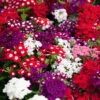 Verbena 'Quartz' Mix -Yougarden Shop 410076